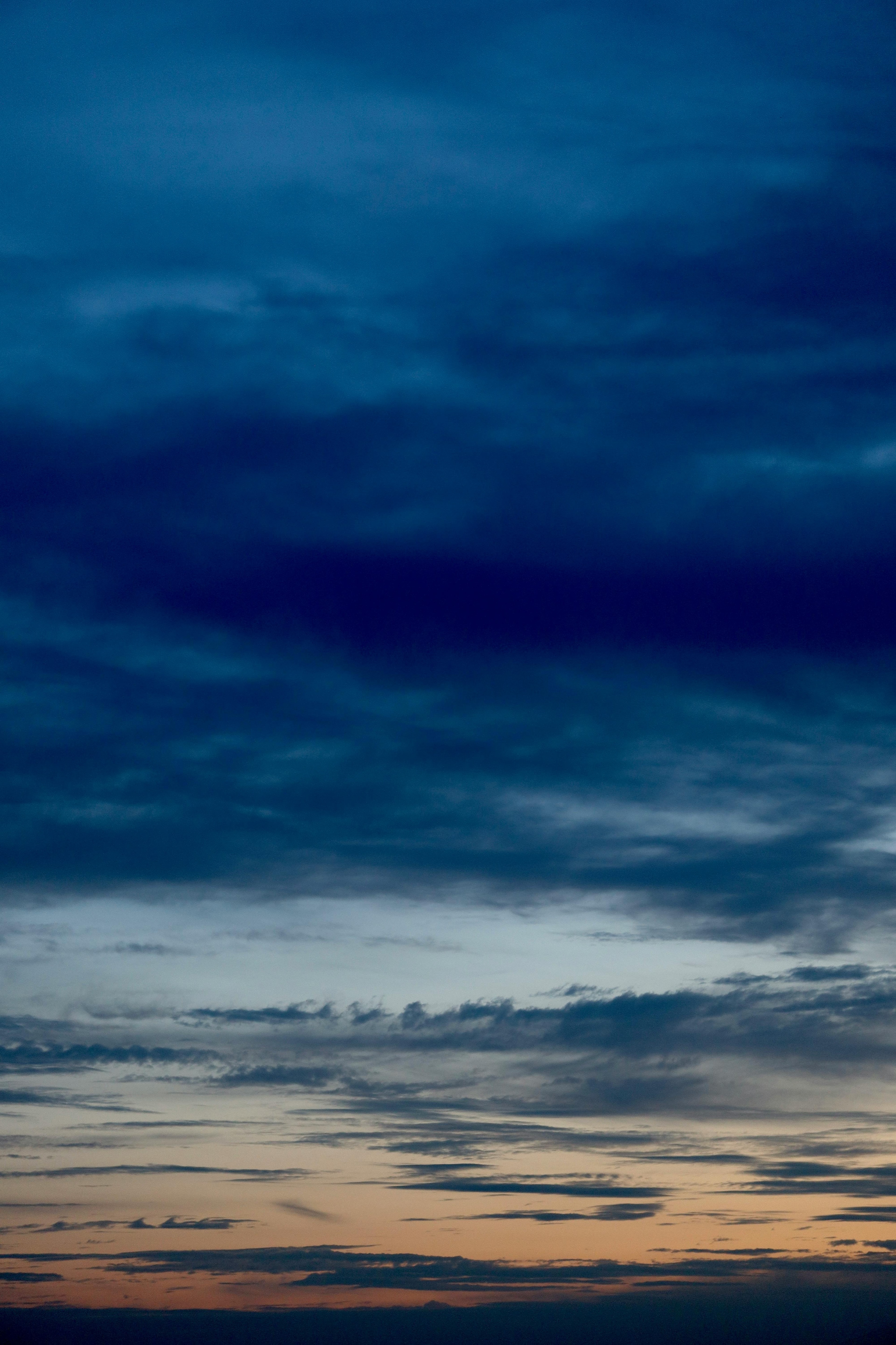 Fleur de la pompe funèbre